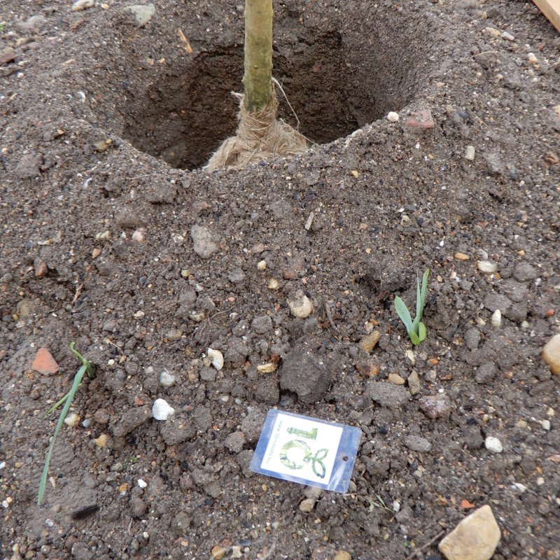 Közösségi faültetés Berettyóújfaluban 52